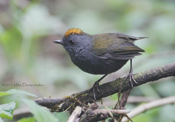 Wrenthrush (Zeledonia coronata) photo