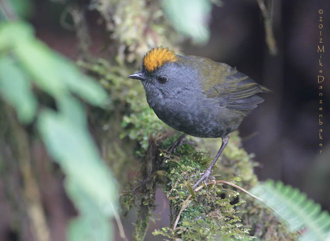 Wrenthrush (Zeledonia coronata) photo