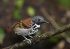 Spotted Antbird (Hylophylax naevioides) photo, Adult Male, Canal Zone, Panama, November, 2005