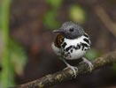 Spotted Antbird (Hylophylax naevioides) photo, Adult Male, Canal Zone, Panama, November, 2005