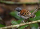 Spotted Antbird (Hylophylax naevioides) photo, Adult Male, Canal Zone, Panama, November, 2005