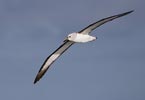 Atlantic Yellow-nosed Albatross (Thalassarche chlororhynchos) photo, Adult in Flight, Gough Island, March, 2006