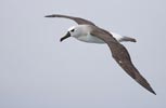 Atlantic Yellow-nosed Albatross (Thalassarche chlororhynchos) photo, Adult in Flight, Gough Island, March, 2006