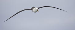 Atlantic Yellow-nosed Albatross (Thalassarche chlororhynchos) photo, Adult in Flight, Gough Island, March, 2006