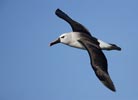 Atlantic Yellow-nosed Albatross (Thalassarche chlororhynchos) photo, Adult in Flight, Gough Island, March, 2006