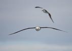 Atlantic Yellow-nosed Albatross (Thalassarche chlororhynchos) photo, Adult in Flight, Gough Island, March, 2006