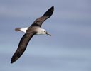 Atlantic Yellow-nosed Albatross (Thalassarche chlororhynchos) photo, Adult in Flight, Gough Island, March, 2006