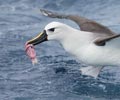 Atlantic Yellow-nosed Albatross (Thalassarche chlororhynchos) photo, Adult with Food, Gough Island, March, 2006