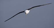 Black-browed Albatross (Thalassarche melanophris melanophris) photo, Adult in Flight, South Georgia, March, 2006