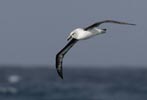 Gray-headed Albatross (Thalassarche chrysostoma) photo, Adult in Flight, South Georgia, March, 2006