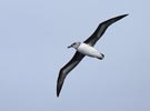 Gray-headed Albatross (Thalassarche chrysostoma) photo, Immature in Flight, South Georgia, March, 2006