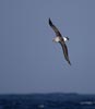 Gray-headed Albatross (Thalassarche chrysostoma) photo, Adult in Flight, South Georgia, March, 2006