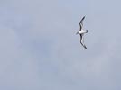 Gray-headed Albatross (Thalassarche chrysostoma) photo, Adult in Flight, South Georgia, March, 2006