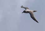 Light-mantled Albatross (Phoebetria palpebrata) photo, Adult in Flight, South Georgia, March, 2006