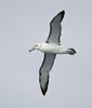Shy Albatross (Thalassarche cauta) photo, Adult in Flight, Gough Island, March, 2006