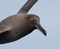 Sooty Albatross (Phoebetria fusca) photo, Adult in Flight, Inaccessible Island, March, 2006