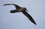 Sooty Albatross (Phoebetria fusca) photo, Adult in Flight, Inaccessible Island, March, 2006