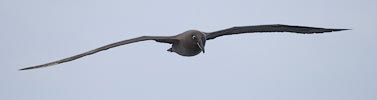 Sooty Albatross (Phoebetria fusca) photo, Adult in Flight, Inaccessible Island, March, 2006
