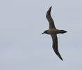 Sooty Albatross (Phoebetria fusca) photo, Adult in Flight, Inaccessible Island, March, 2006