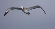 (Tristan) Wandering Albatross (Diomedea (exulans) dabbenena) photo, 2nd-Year in Flight, Gough Island, March, 2006