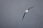 (Tristan) Wandering Albatross (Diomedea (exulans) dabbenena) photo, Adult in Flight, Gough Island, March, 2006