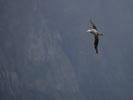 (Tristan) Wandering Albatross (Diomedea (exulans) dabbenena) photo, 2nd-Year in Flight, Gough Island, March, 2006