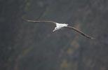 (Tristan) Wandering Albatross (Diomedea (exulans) dabbenena) photo, Adult in Flight, Gough Island, March, 2006
