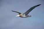 (Tristan) Wandering Albatross (Diomedea (exulans) dabbenena) photo, 2nd-Year in Flight, Gough Island, March, 2006