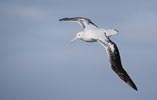 Wandering Albatross (Diomedea exulans) photo, Adult in Flight, South Georgia, March, 2006