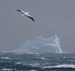 Wandering Albatross (Diomedea exulans) photo, Adult in Flight over Iceberg, South Georgia, March, 2006