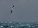 Wandering Albatross (Diomedea exulans) photo, Adult in Flight, South Georgia, March, 2006