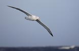 Wandering Albatross (Diomedea exulans) photo, Adult in Flight, South Georgia, March, 2006