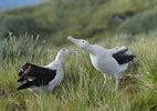 Wandering Albatross (Diomedea exulans) photo, Courtship, South Georgia, March, 2006
