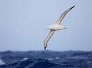 Wandering Albatross (Diomedea exulans) photo, Adult in Flight, South Georgia, March, 2006