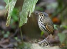 Spectacled (Streak-chested) Antpitta (Hylopezus perspicillatus) photo, Adult Male, Canal Zone, Panama, November, 2005