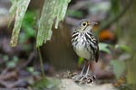 Spectacled (Streak-chested) Antpitta (Hylopezus perspicillatus) photo, Adult Male, Canal Zone, Panama, November, 2005