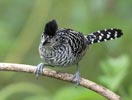 Barred Antshrike (Thamnophilus doliatus) photo, Adult Male, El Valle, Cocl�, Panama, December, 2005
