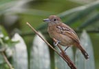 Western Slaty Antshrike (Thamnophilus atrinucha) photo, Adult Female, Canal Zone, Panama, December, 2005