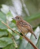 Western Slaty Antshrike (Thamnophilus atrinucha) photo, Adult Female, Canal Zone, Panama, December, 2005