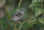 Western Slaty Antshrike (Thamnophilus atrinucha) photo, Adult Male, Canal Zone, Panama, December, 2005