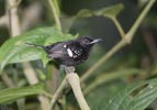 Dot-winged Antwren (Microhopias quixensis) photo, Adult Male, Canal Zone, Panama, November, 2005
