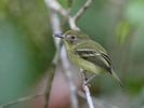Southern Bentbill (Oncostoma olivaceum) photo, Adult, Canal Zone, Panama, December, 2005