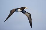 Brown Booby (Sula leucogaster) photo, Adult in Flight, Cape Verde Islands, April, 2006