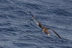 Brown Booby (Sula leucogaster) photo, Chasing Flying Fish, Cape Verde Islands, April, 2006