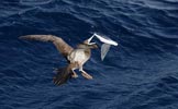 Brown Booby (Sula leucogaster) photo, Chasing Flying Fish, Cape Verde Islands, April, 2006