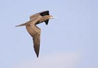 Brown Booby (Sula leucogaster) photo, Immature in Flight, Cape Verde Islands, April, 2006