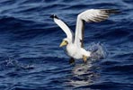 Masked Booby (Sula dactylatra) photo, Adult in Flight, St. Helena, March, 2006