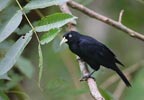 Scarlet-rumped Cacique (Cacicus uropygialis) photo, Adult, Canal Zone, Panama, November, 2005
