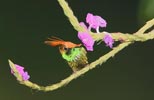 Rufous-crested Coquette (Lophornis delattrei) photo, Adult Male, El Valle, Cocl�, Panama, November, 2005