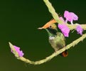 Rufous-crested Coquette (Lophornis delattrei) photo, Adult Male, El Valle, Cocl�, Panama, November, 2005